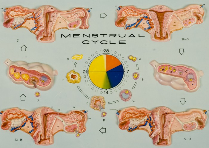 hubbard chart menstrual cycle