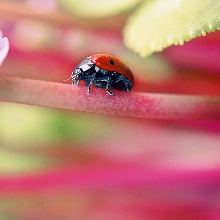 lady bug