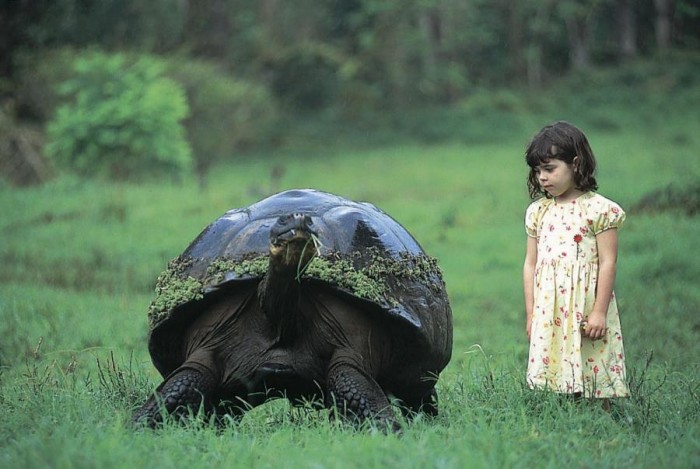 massive turtle
