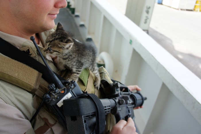 military kitten