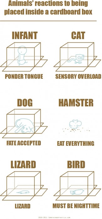 animals reactions to being placed inside a cardboard box