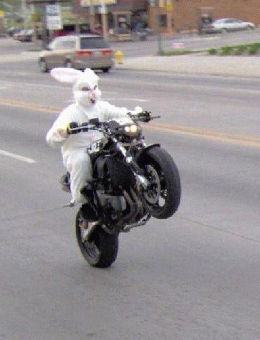 bunny biker