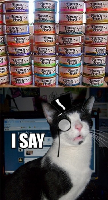 fancy feast for a fancy cat