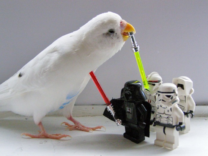 jedi parrot