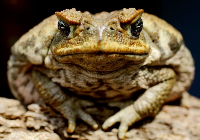 large toad