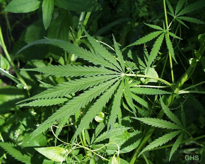 pot plant