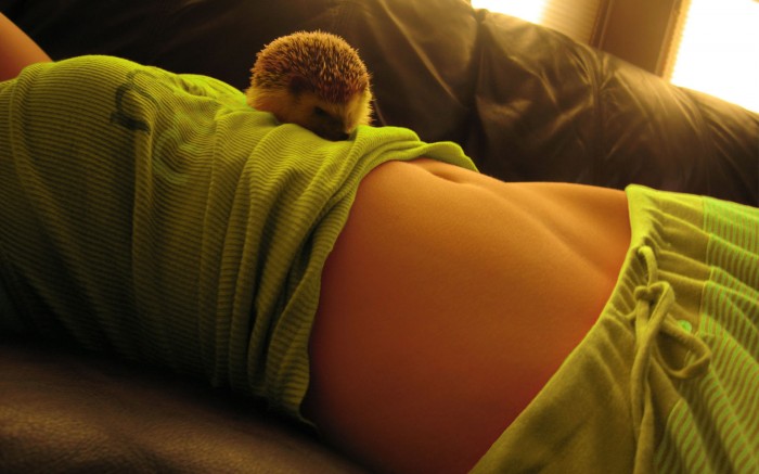 hedgehog on girl belly