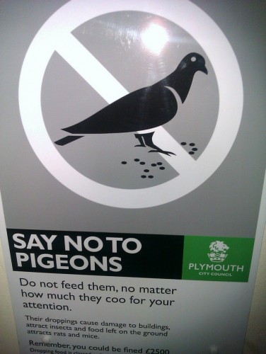 say no to pigeons