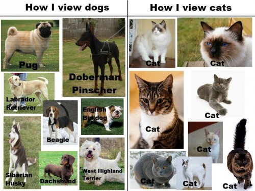 cats-vs-dogs