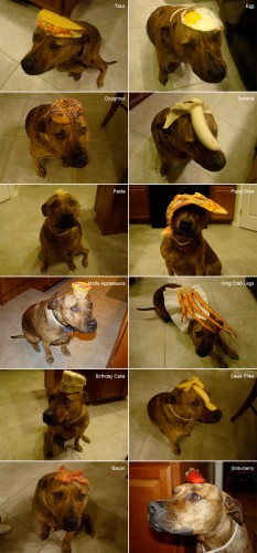 food on a dog