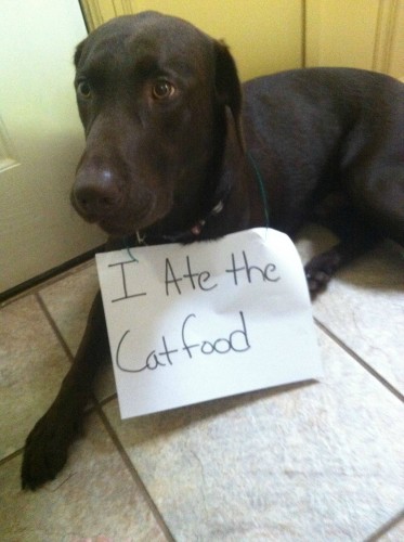 I ate the cat food