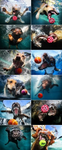 dogs and balls in water
