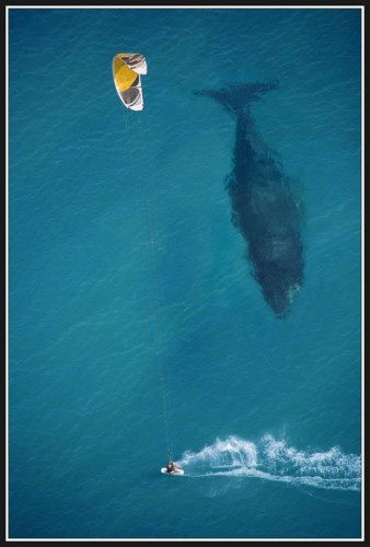 man and whale