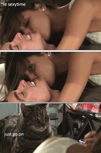 cats enjoy sexy time