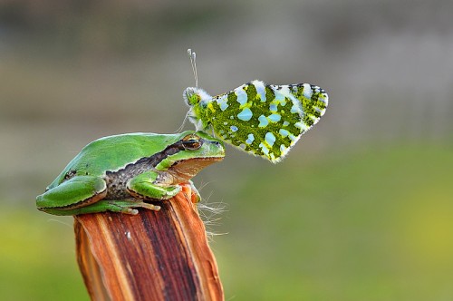 moth on frog on post
