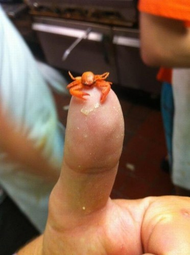 tiny lobster