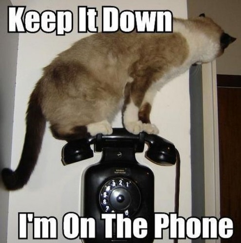 cat-on-the-phone