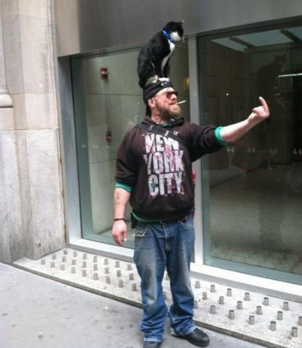fuck new york city - cat on head