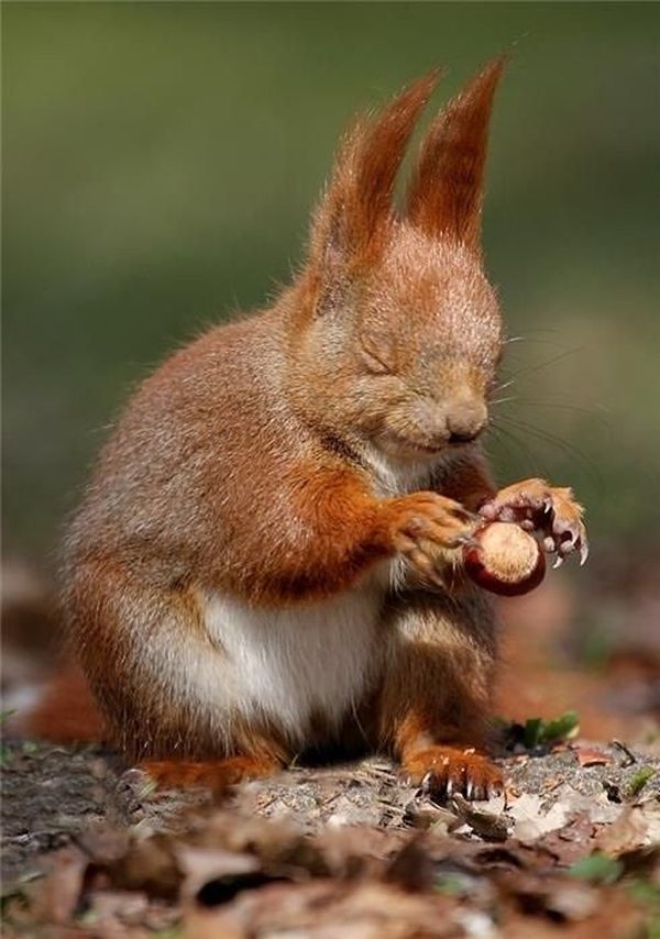 jedi squirrel