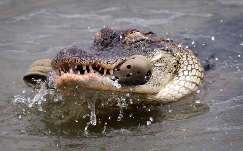 croc eating crocs