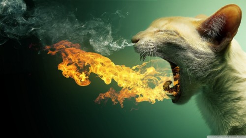 fire breathing cat