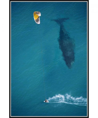 kite surfing with humpback whale below by Michael Swaine