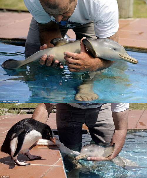 baby dolphin.jpg