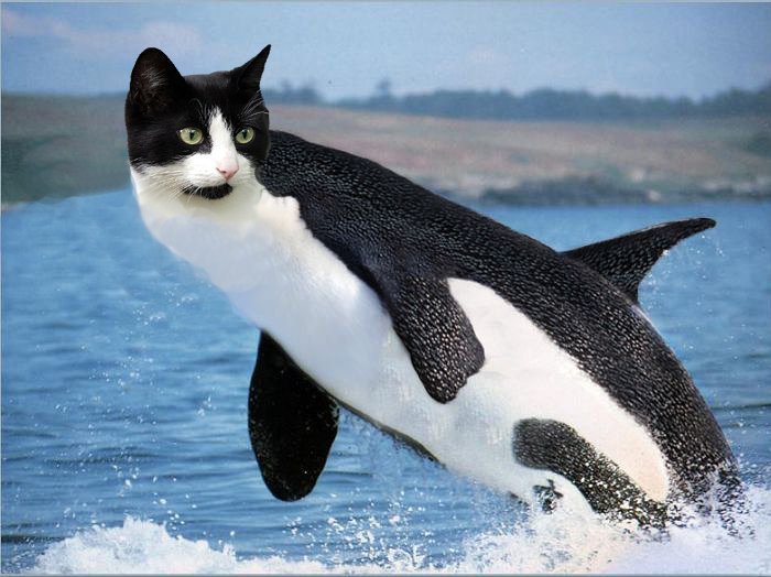 cat whale.jpg
