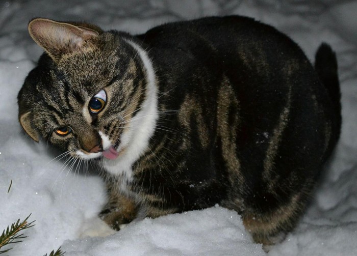 derpy snow cat.jpg