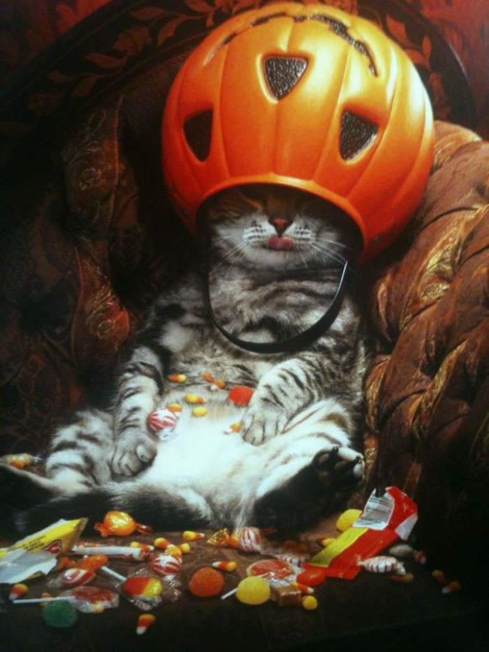 halloween cat.jpg
