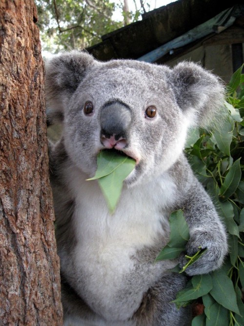 hungry koala.jpg