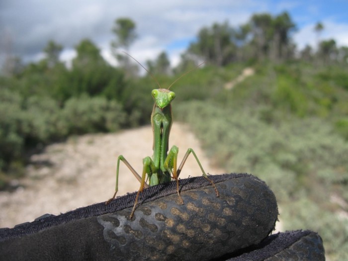 mantis says hello.jpg