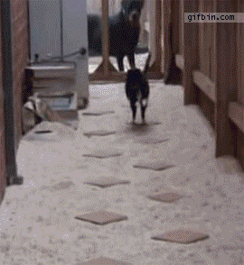 step cat.gif