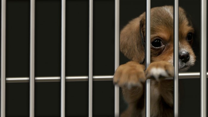 those puppy eyes.jpg