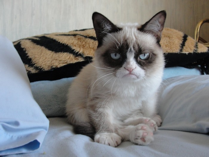 unhappy cat.jpg