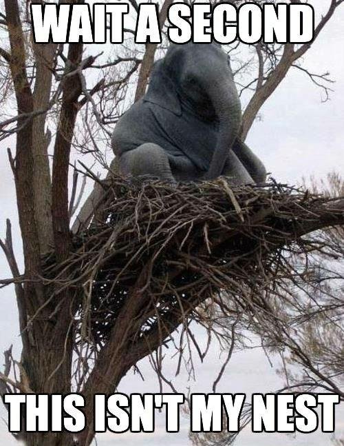 wait a second, this isnt my nest.jpg wait a second, this isnt my nest.jpg