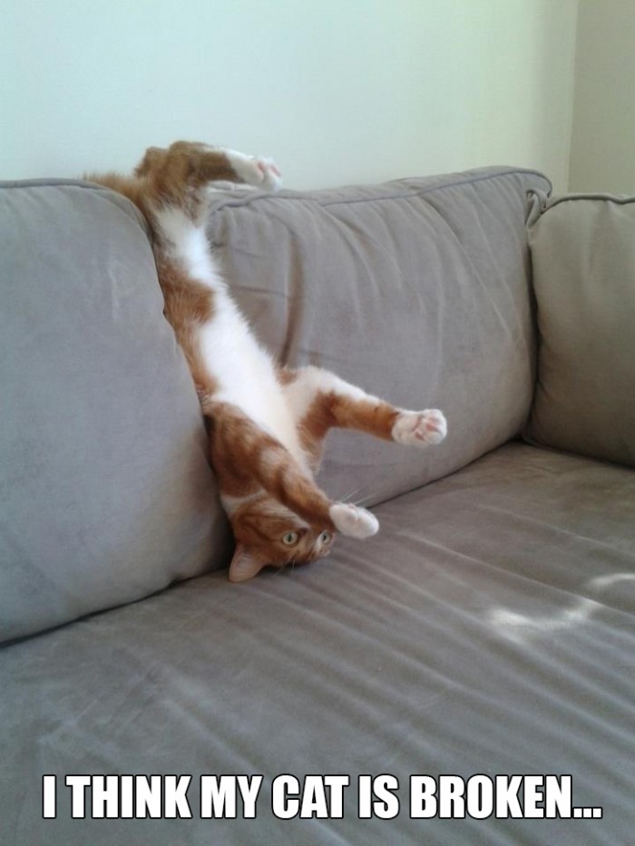 I think my cat is broken.jpg