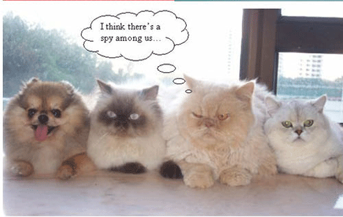 I think there's a spy among us.gif I think there's a spy among us.gif