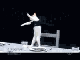 cat dinner dance.gif cat dinner dance.gif