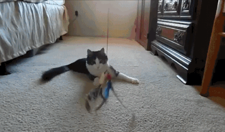 cat toy with no legs.gif