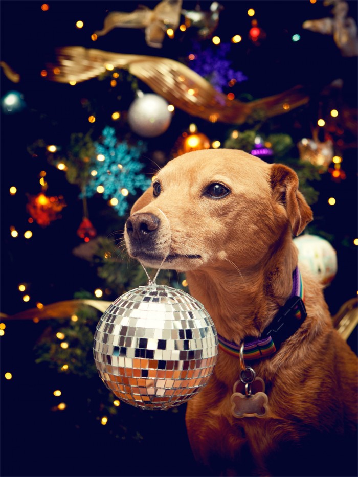 disco christmas dog.jpg