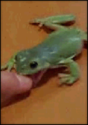 frog biter.gif