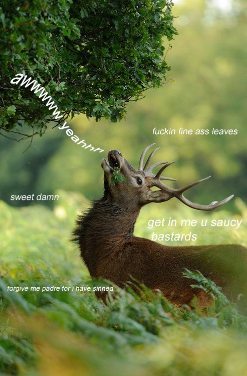saucey deer.jpg