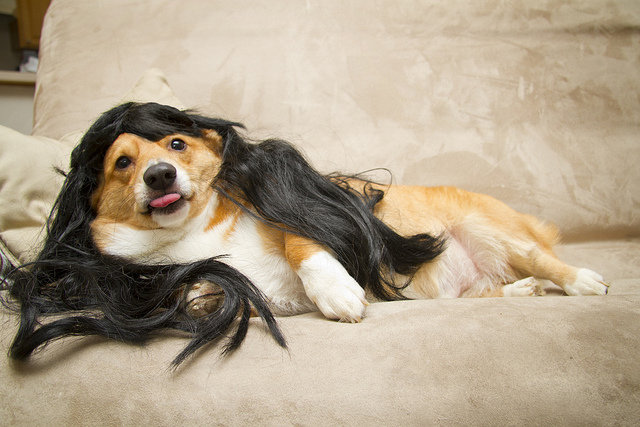 sexy cosplaying dog.jpg