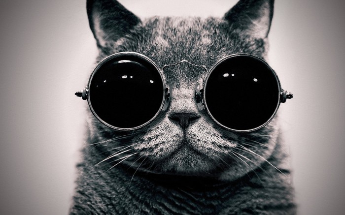 Goggle Cat.jpg