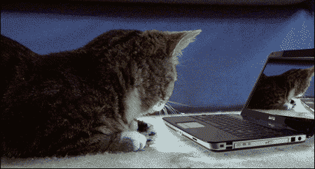 kitten reaction to reaction of a kitten.gif kitten reaction to reaction of a kitten.gif