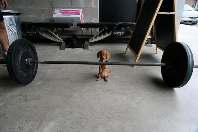 muscle puppy.jpg