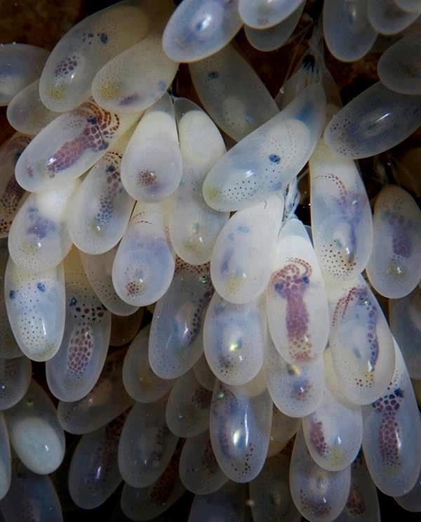 octopuss eggs.jpg