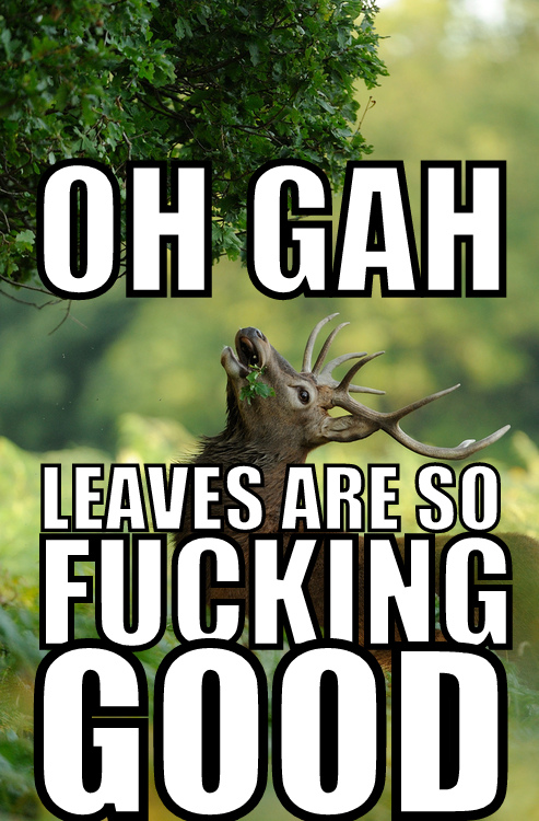 oh gah, leaves are so fucking good.jpg