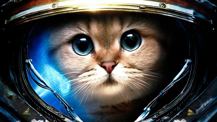space marine cat.jpg
